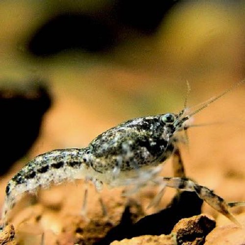Cambarellus texanus grey - Brazos dwarf crayfish grey
